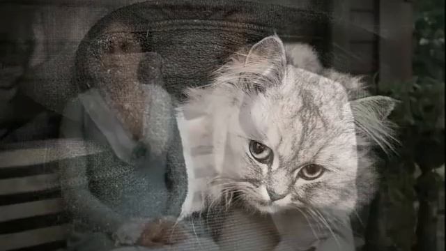 Под лаской плюшевого пледа (фр)