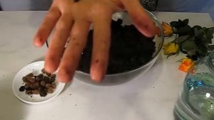 рождение пиявок в домашних условиях