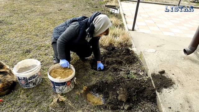 Как посадить ирис дома Посадка ириса Как выращивать и размножать ирис огород сад розарий цветник