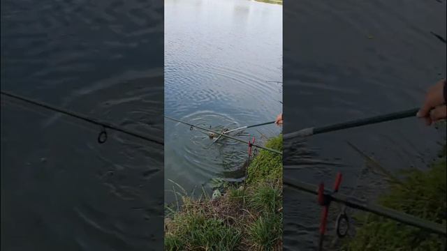 Крутая рыбалка в Ровенской области 🐟  #2023 #🇺🇦
