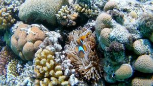 Hotel Prima Life Makadi Bay  Hurghada SNORKELING Ägypten. красное море. снорклинг