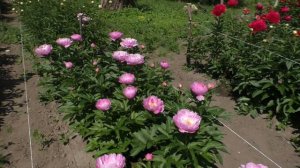 пион PINK DELIGHT