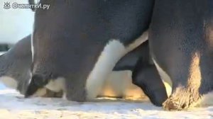 Неудачная пингвинья любовь