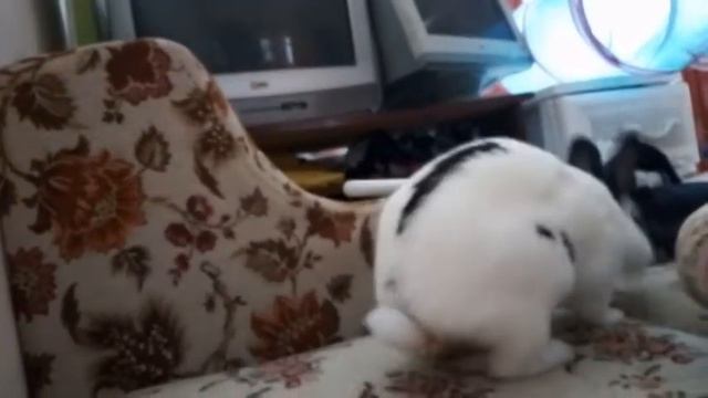 МОЕ УТРО С ЖИВОТНЫМИ :3 смотреть онлайн