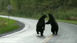 Медведи дерутся, два огромных бурых медведя решили выяснить кто сильней.