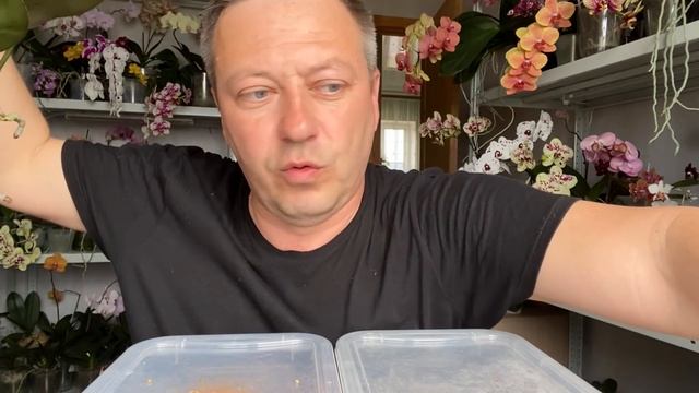 как ПРАВИЛЬНО ОМОЛОДИТЬ ОРХИДЕЮ и разделение орхидеи с воздушными корнями ПОДРОБНО