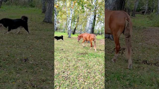 Как выглядит деревенская идиллия: жеребенок 🐴, собаки 🐶 и я