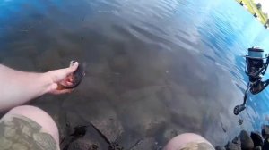 Рыбалка в Дубне на Волге. Джиг риг. Запрету нет