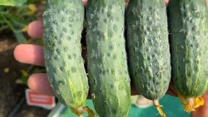 Черношипые партенокарпики - лучшее, что может быть в банке.