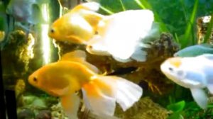 My Edited Video аквариум с золотыми рыбками