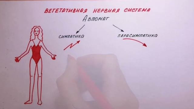 Вегетативная НС симпатика/парасимпатика