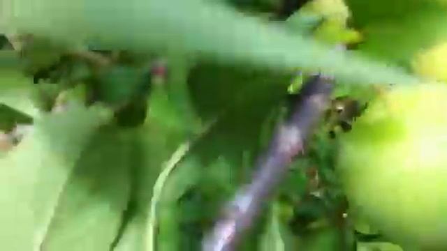 ТопСад. Алыча. Алыча в вашем саду. смотреть онлайн