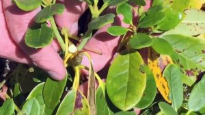 HOW TO DEADHEAD A RHODODENDRON BUSH - DEADHEADING RHODODENDRON FLOWERS