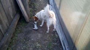 Собака ловит крысу