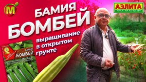 БАМИЯ: редкое овощное растение. Выращивание в открытом грунте.