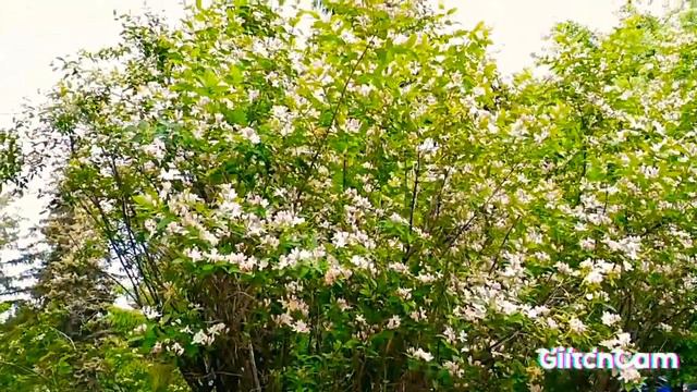 Syringa old tree's and spring flowers 🌺🌺🌺 деревья сирени в цвету смотреть онлайн