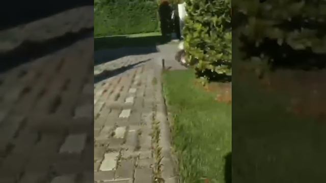 Отомстил