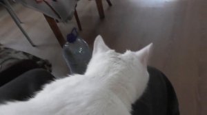 №1 Белый глухой кот