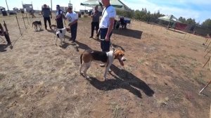 Монопородная выставка собак Русская гончая и Русская пегая гончая 19-20 августа 2023 г.АСТАНА.3Част