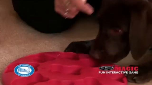 Развивающие игрушки для собак. Покупайте в магазинах Золотая Рыбка смотреть онлайн