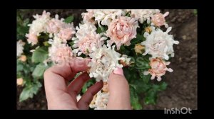 Свит Раффлз. Sweet Ruffles. RoseBushes.ru