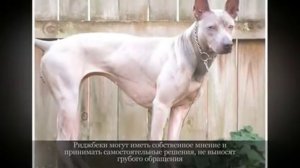 Тайский риджбек  Крупные породы собак