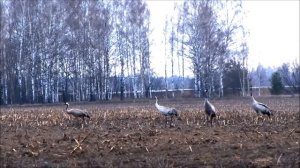 Как взлетают журавли.Классика.