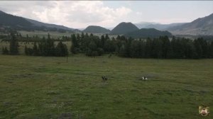 Bai Terek - «Peremen» Altai Throat Singing.
Бай Терек - «Перемен» Алтайское горловое пение