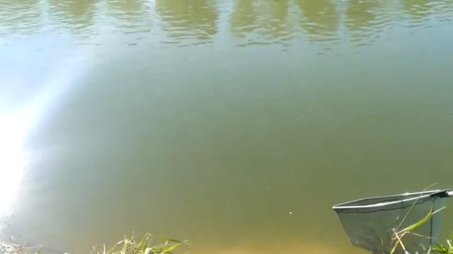 Аксу. На Белой, щука 10кг смотреть онлайн