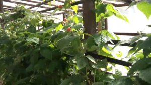 Малина в теплицы ,сорт Жар-птица