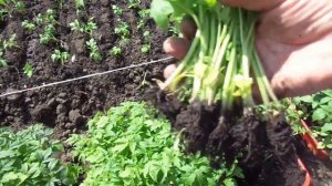 КАК ВЫРАСТИТЬ РАССАДУ НА ПРОДАЖУ? Часть 6 - выемка. Ольга Чернова.