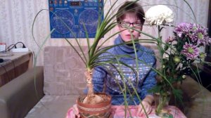 Мои комнатные  цветы. Нолина: уход и размножение