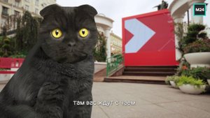 Фестиваль «Московское чаепитие» | Кот Бублик