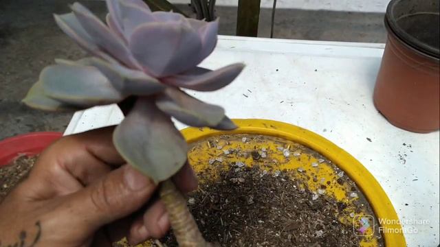 Echeveria perle von nurnberg смотреть онлайн