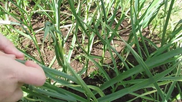 Для крупной головки чеснока как завязываю листья и чем подкармливаю смотреть онлайн