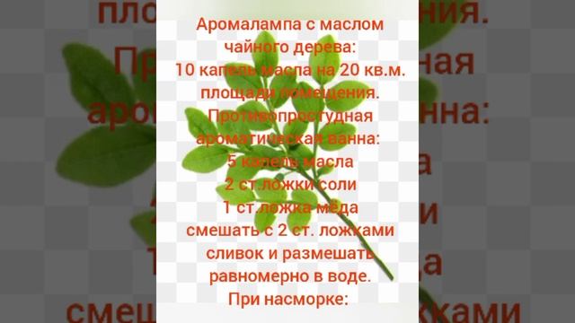 ВАМ ПОМОЖЕТ МАСЛО ЧАЙНОГО ДЕРЕВА #эфирноемасло #народнаямедицина смотреть онлайн