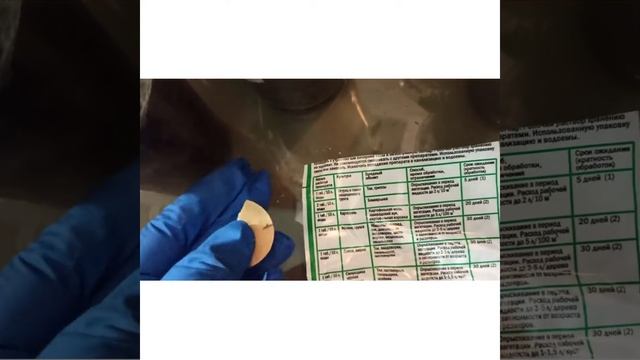 Проливаем рассаду от трипсов инсектицидом. Осторожно! смотреть онлайн