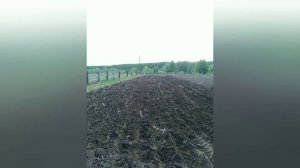 Посев медоносов. Фацелия. Донник.и мордовник