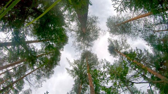 Расслабляющее пение птиц в утреннем лесу - лучшие птичьи песни смотреть онлайн