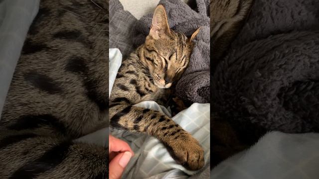 Savannah f2 смотреть онлайн