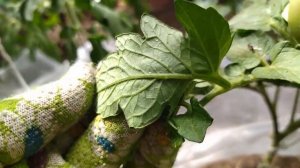 Хитрая ХИТРОСТЬ!!! Ловим всю белокрылку в теплице за 5 минут!