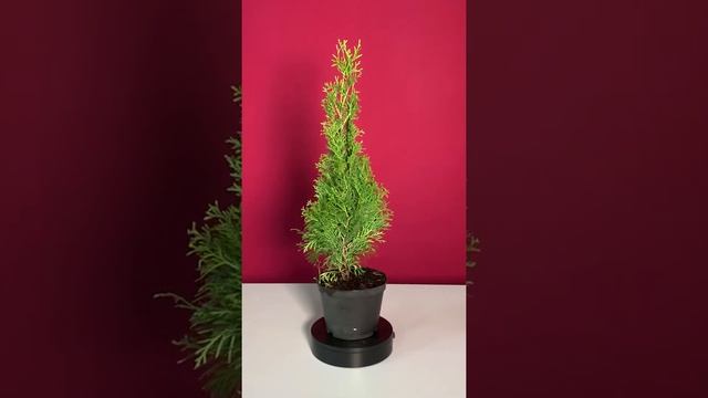 Туя западная Смарагд (Thuja occidentalis Smaragd) С2 40-60