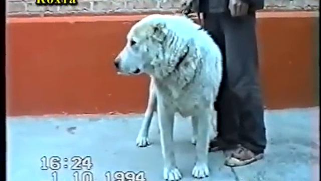 КО Туго Сергей Кохта смотреть онлайн