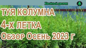 Туя колоновидная 4 -х летка Колумна Обзор осень 2023 г. Питомник "Хвойный дворик"