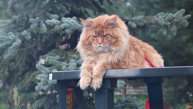 Кот - гигант. Мейн - кун. смотреть онлайн