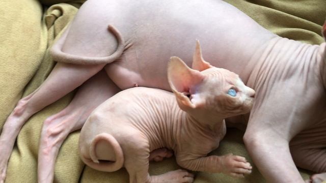 Очень милый котёнок ?