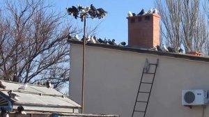 Голуби старой породы Крыма. Евпатория. 2016г. +79788567353