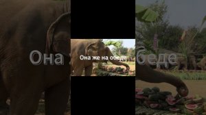 Жизни слоненка (часть 3)