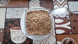 Ростки расторопши,витаминная зелень на окне.