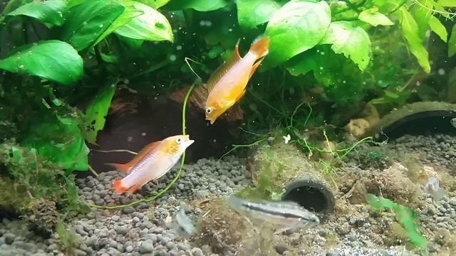 Апистограмма Агассица огненно красная Apistogramma agassizii Fire Red смотреть онлайн